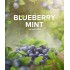 Тютюн 420 Tea Line Blueberry Mint (Чорниця М'ята) 125 гр